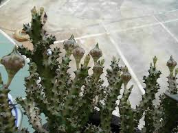 Image result for Orbea rogersii