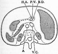 You can look up the words in the phrase individually using these links: The Project Gutenberg Ebook Of Encyclopaedia Britannica Volume Vi Slice Vi Cockaigne To Columbus Christopher