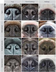 The old english bulldog is a big drooler, so if you're disgusted by slobber spots on your clothes, you should choose a dog from another breed. The Evolution Of Petface Science Smithsonian Magazine