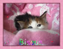 bisous chaton
