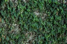 Image result for Didymoglossum