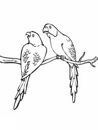 765x922 coloring pages of birds parakeet parakeet coloring page coloring. Parakeet Coloring Pages Best Coloring Pages For Kids