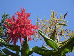 Image result for Triplaris americana