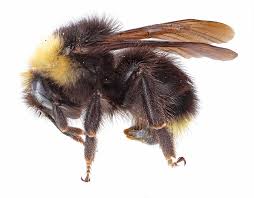Image result for Bombus flavidus