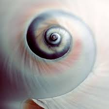 Shell Photograph Swirl 8x8 Macro Seashell Photography By Ellemoss 30 00 Seashells Photography Sea Shells Spiral Shell