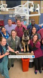 🚨K-9 ROCKY UPDATE🚨, ROCKY GOES HOME💙, After just 2 days K-9 Rocky has  been released from hospital and he is looking GOOD!, Thank You For Your  Service 🙏, ., ., ., #k9 #K9Strong #healing #prayers ...