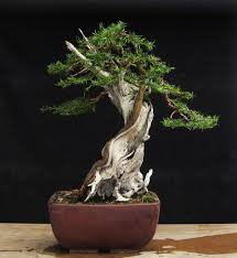 They need to be exposed to direct sunlight, but when the weather gets too hot, then they should be placed indoors or in a shaded area. 52 Niwaki Yew Ideas Japanese Garden Bonsai Garden Bonsai Tree