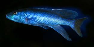 Agar terlihat indah, aqua friends bisa menggunakan. Champsochromis Caeruleus Malawi Trout Seriously Fish