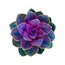 Image Result For Cactus Flower Png Succulent Painting Succulent Stickers Flower Art