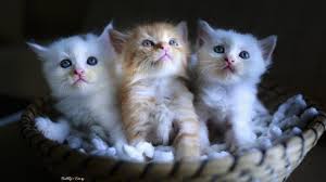 Do a resistance workout together. Cute Cats 100 Pictures Of The Most Cute Cats And Kittens Youtube