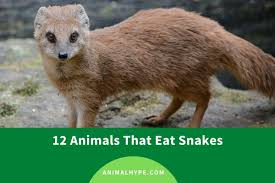 In fiction, particularly if the prey can talk, carnivores are often evil, and all the heroes are … What Animals Eat Snakes A List Of Snake Predators Animal Hype