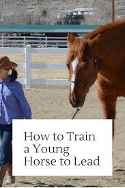 The Easiest Way To Train A Young Horse To Lead Perfectly Is To Start With A Foal While It Isn T Too Difficult To Train A Year Horses Baby Horses Older Horses