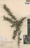 Image result for Rhigozum brevispinosum