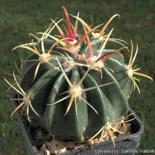 Filtra per altre località vicine a. Ferocactus Cornigerus