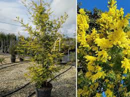 Image result for Acacia dealbata