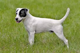 We did not find results for: Parson Russell Terrier Dog Breed Information