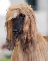 To search for an afghan hound please enter the registered name, or part of the registered name of the dog you wish to look up, without titles, and then hit enter or press the search button. Afghan Hound Wikimedia Commons
