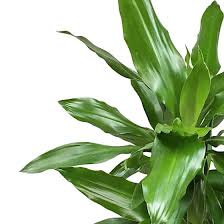 Image result for Dracaena fragrans