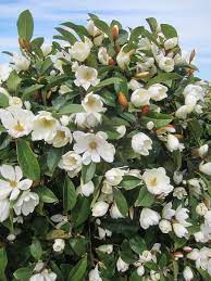 Magnolia Fairy Cream Micjur02 Pbr Fairy Magnolia Magnolia Gardens Magnolia Tree Landscaping Evergreen Magnolia
