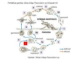 Pendekatan, model, dan metode 1. Siklus Hidup Plasmodium Sp Blog Pak Pandani