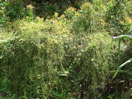 Image result for Cassytha filiformis