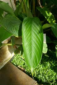 Image result for Halopegia azurea