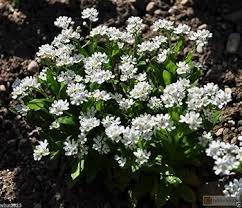 Image result for Limeum myosotis