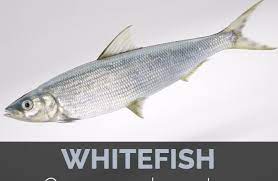 Whitefish Facts Health Benefits And Nutritional Value