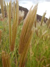 Image result for Chloris virgata