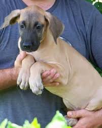 Favorite this post jun 23 Reduced Akc Great Dane Puppies Quality Fawn Brindle Pups Health Great Dane Great Dane Puppy Great Dane Dogs