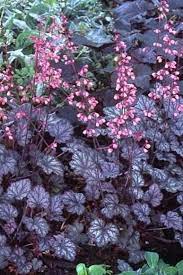 Palace Purple Coral Bells Select Shade Plant Seeds Etsy Heuchera Shade Plants Plants