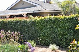 Image result for Syzygium rowlandii