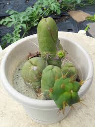 Be the first to review mini san pedro cactus cancel reply. Trichocereus Bridgesii Monstrose Penis Plant Live Cactus World Seed Supply