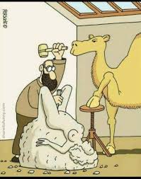 1 user explained camel toe meaning. Creation Of The Camel Toe Cartoon Share Its Funny