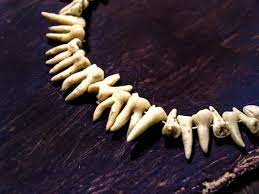 Teeth Necklace Human Tooth Jewelry Weird Taxidermy Macabre Etsy Human Teeth Jewelry Teeth Jewelry Human Teeth