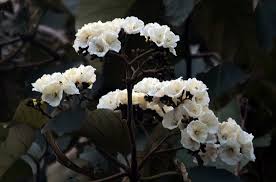 Image result for Cordia africana