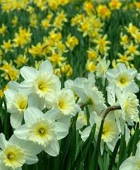 Narcissus Ice Follies A Spectacular Konijnenburg Mark Variety Introduced In 1963 This Award Winner Has A Large 4 Flower Bulb Flowers Narcissus Lily Plants