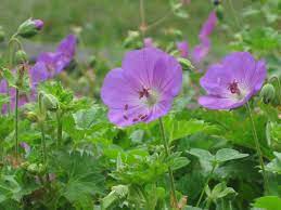 We did not find results for: August Flowers Your Favorites Mine Kevin Lee Jacobs