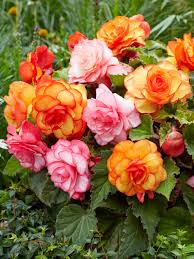 Image result for Begonia horticola