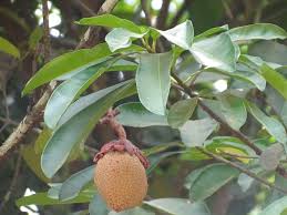 Image result for Pentadesma reyndersii