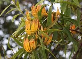 Image result for Loranthaceae