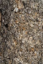 Image result for Homalium dentatum