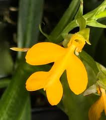 Image result for Habenaria adolphi