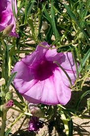 Image result for Ipomoea lapathifolia