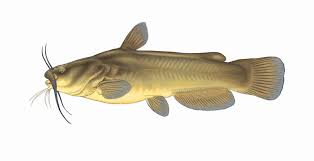 Maybe you would like to learn more about one of these? Farm Pond Management Stocking And Harvesting Kentucky Department Of Fish Wildlife