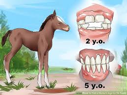 How To Tell A Horses Age By Its Teeth With Pictures Wikihow