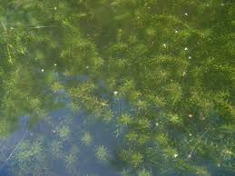 Image result for Elodea