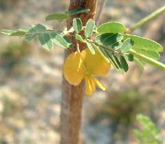 Image result for Sesbania sericea