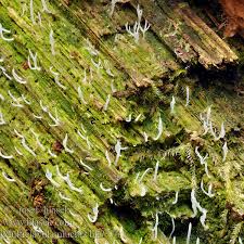 Image result for Multiclavula mucida