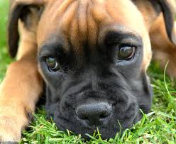 Get this free breed specific training course to have a happy & healthy dog at home. Available Dogs Adopt A Boxer Rescue